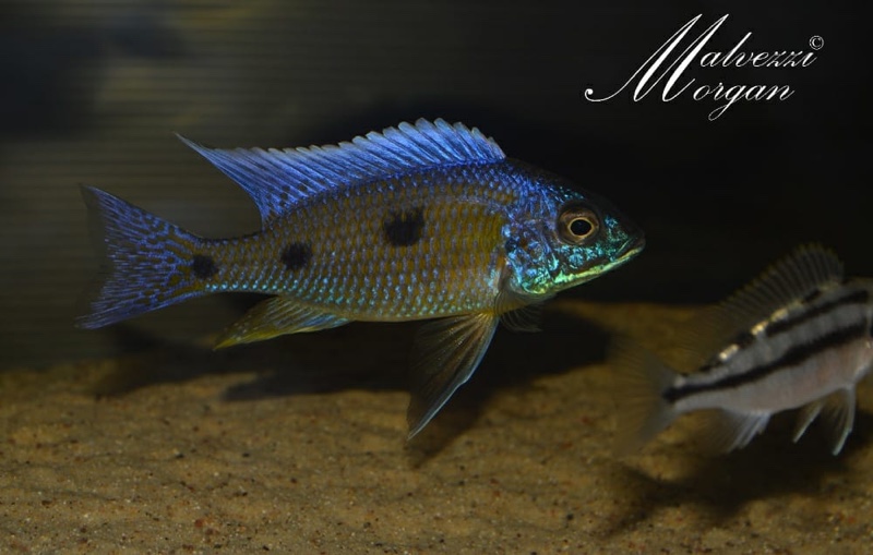 Copadichromis verduyni 'Border'